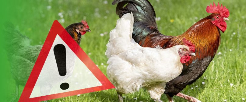 Geflügelpest in Delbrück-Lippling ausgebrochen
